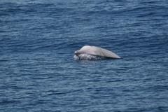 Ziphius cavirostris