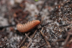 Peripatopsis lawrencei