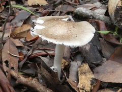 Amanita marmorata