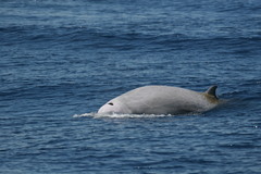 Ziphius cavirostris