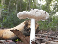 Amanita marmorata
