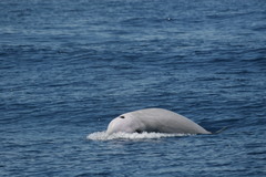 Ziphius cavirostris