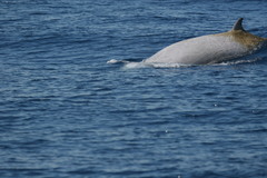 Ziphius cavirostris