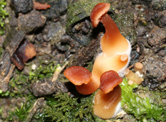 Laccaria canaliculata