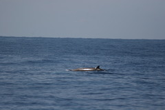 Ziphius cavirostris