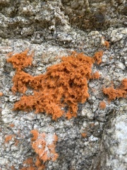 Trentepohlia flava