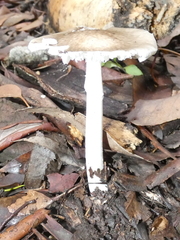 Amanita marmorata