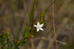 Philotheca queenslandica