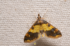 Choristostigma