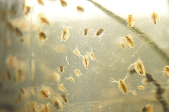 Corixoidea