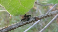 Dolichoderus taschenbergi