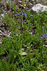 Veronica bellidioides