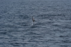 Stenella frontalis