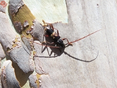 Phoracantha semipunctata