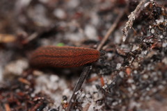 Peripatopsis lawrencei