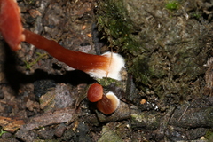 Laccaria canaliculata