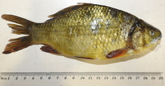 Carassius carassius