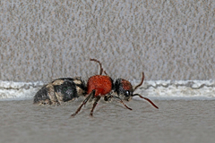 Ronisia brutia