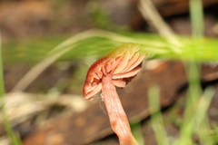 Laccaria canaliculata