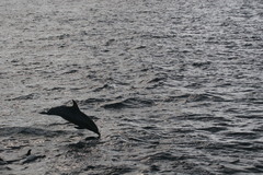 Stenella frontalis