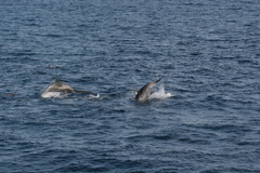 Stenella frontalis