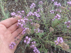 Thymus pallasianus