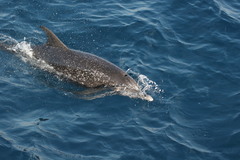 Stenella frontalis