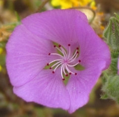 Eremalche parryi kernensis