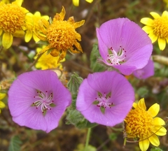 Eremalche parryi kernensis