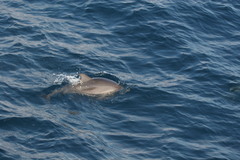 Stenella frontalis