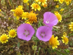 Eremalche parryi kernensis