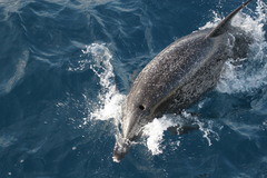 Stenella frontalis