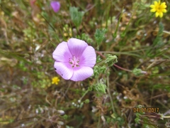 Eremalche parryi kernensis