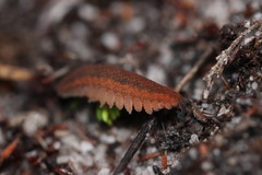 Peripatopsis lawrencei