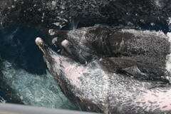 Stenella frontalis