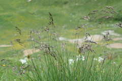 Helictotrichon parlatorei