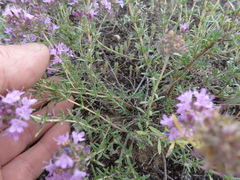 Thymus pallasianus
