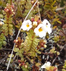 Euphrasia monroi
