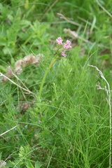 Mutellina purpurea