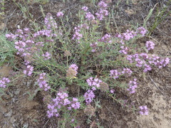Thymus pallasianus