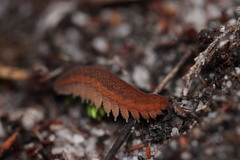 Peripatopsis lawrencei