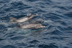 Stenella frontalis