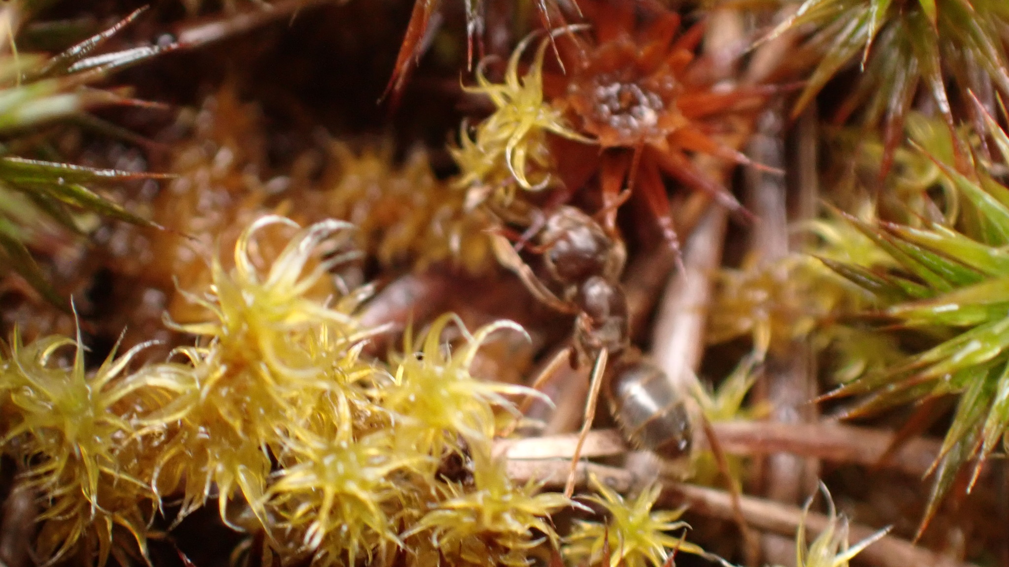 Lasius vestitus
