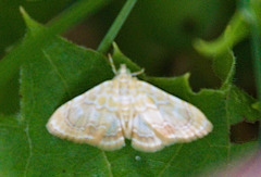 Glaphyria glaphyralis