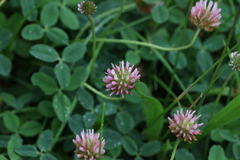Trifolium fragiferum