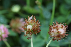 Trifolium fragiferum