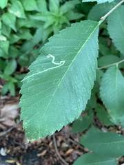 Agromyza aristata