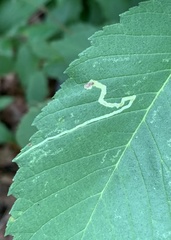 Agromyza aristata