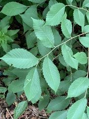 Agromyza aristata