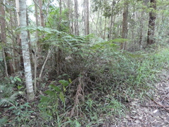 Cyathea australis